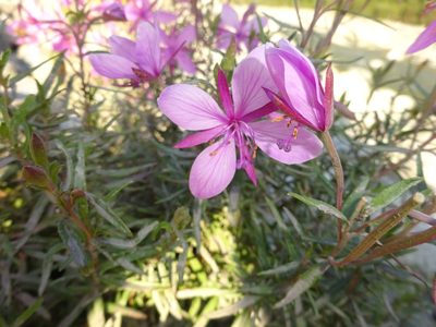Epilobium fleischeri, photographed by Guillaume Hoffmann