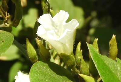 Bonamia sulphurea, photographed by Francisco Farriols Sarabia