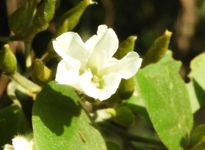 Bonamia sulphurea, photographed by Francisco Farriols Sarabia