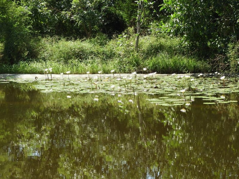 Nymphaea elegans, photographed by Francisco Farriols Sarabia