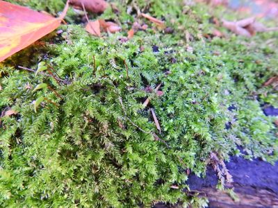 Rhynchostegium confertum, photographed by Susan Marley