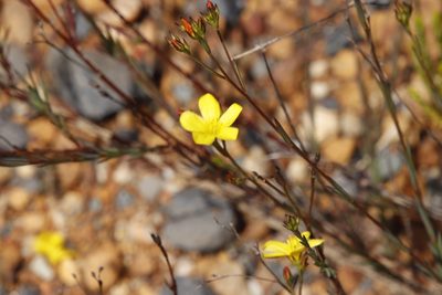 Linum africanum, photographed by Tony Rebelo