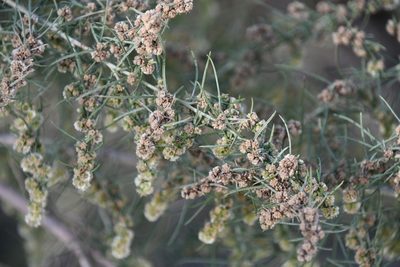 Ambrosia monogyra, photographed by Mike Ostrowski