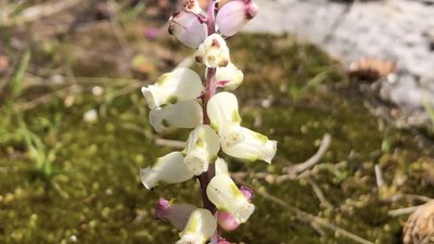 Lachenalia peersii, photographed by djsc0