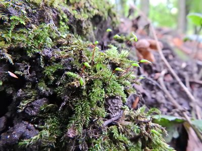 Rhynchostegium confertum, photographed by Susan Marley