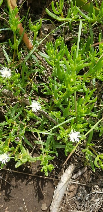 Delosperma lineare, photographed by Suvarna Parbhoo Mohan