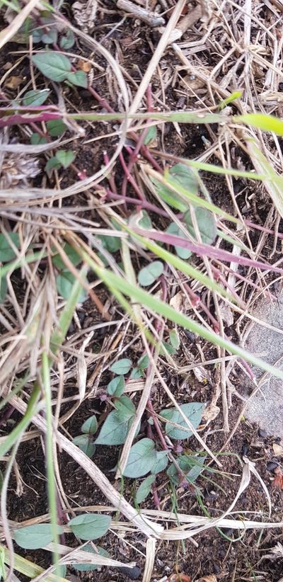 Ceropegia pulchellior, photographed by Suvarna Parbhoo Mohan