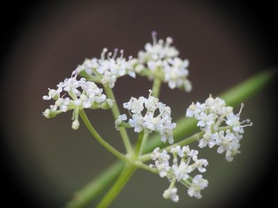 Seseli montanum, photographed by Yves Bas