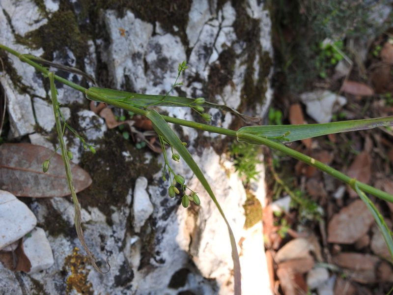 Bupleurum praealtum, photographed by Yves Bas