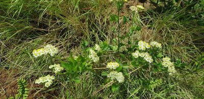 Microglossa mespilifolia, photographed by Suvarna Parbhoo Mohan