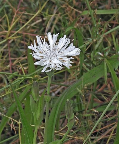 Picrosia longifolia, photographed by Hugo Hulsberg
