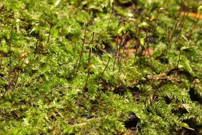 Rhynchostegium confertum, photographed by Stephen James McWilliam