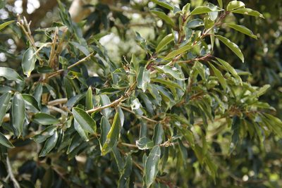 Ilex mitis, photographed by Tony Rebelo