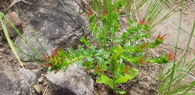 Acalypha glandulifolia, photographed by Suvarna Parbhoo Mohan