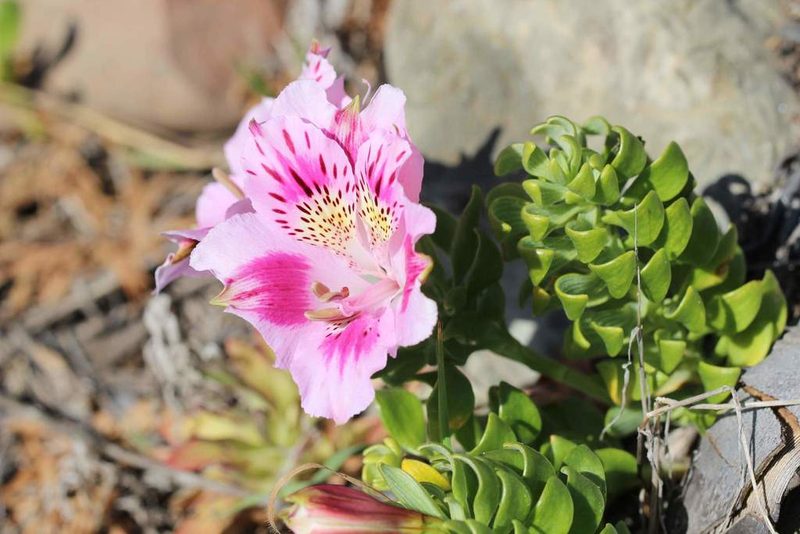 Alstroemeria pelegrina, photographed by Cesar Ormazabal