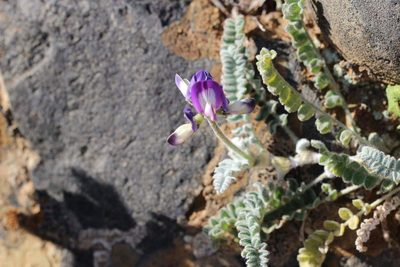 Astragalus amatus, photographed by Cesar Ormazabal