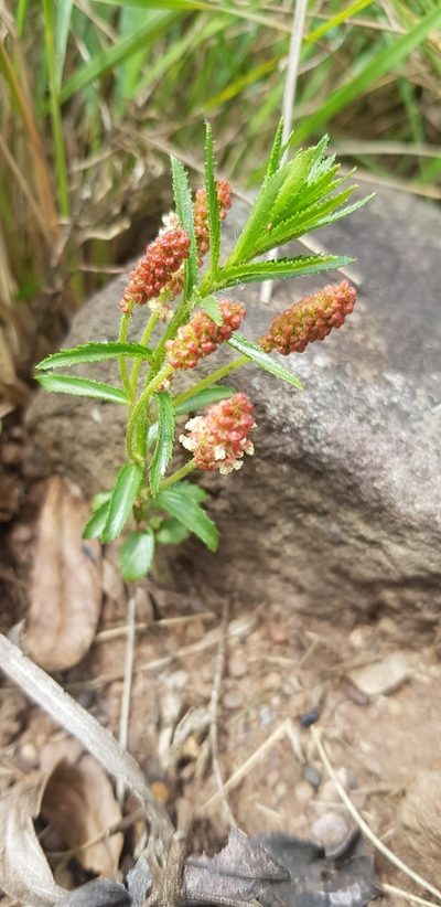 Acalypha peduncularis, photographed by Suvarna Parbhoo Mohan