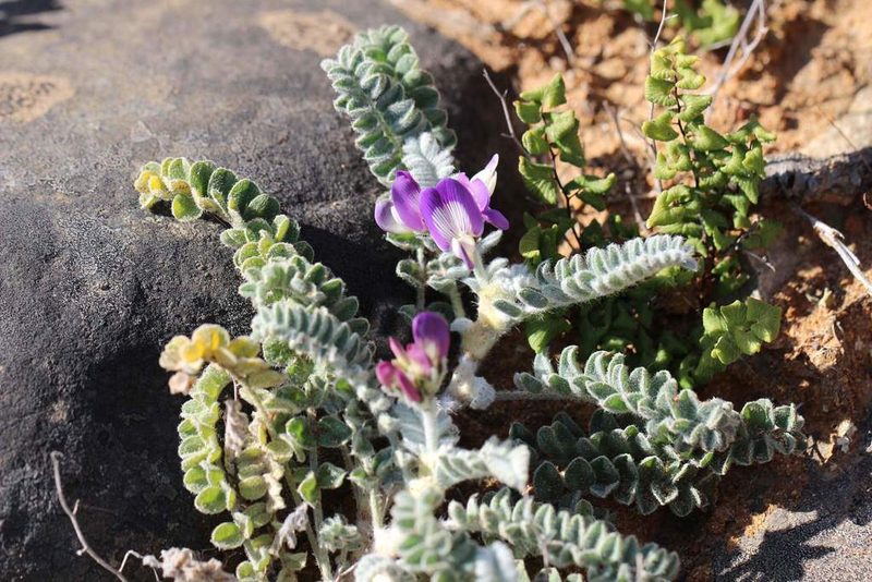 Astragalus amatus, photographed by Cesar Ormazabal