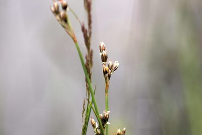 Juncus squarrosus, photographed by jfgodeau