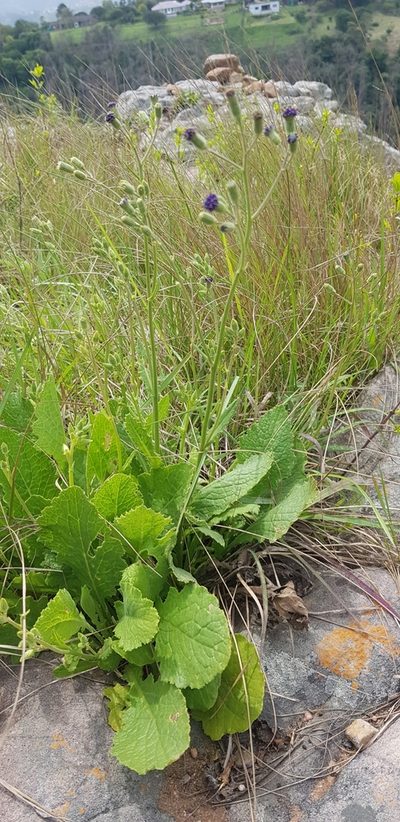 Senecio variabilis, photographed by Suvarna Parbhoo Mohan