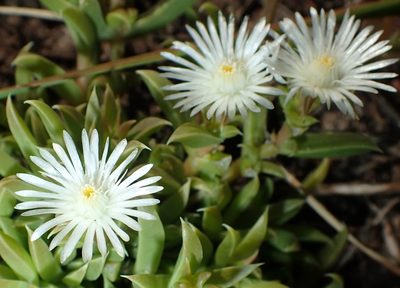 Delosperma inconspicuum, photographed by Nicola van Berkel