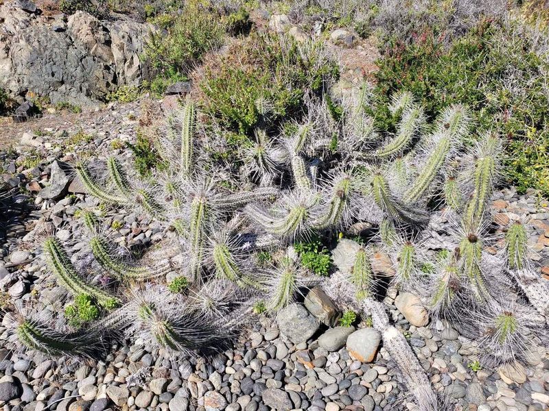Eulychnia castanea, photographed by Cesar Ormazabal