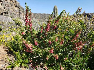 Fuchsia lycioides, photographed by Cesar Ormazabal