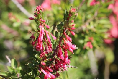 Fuchsia lycioides, photographed by Cesar Ormazabal