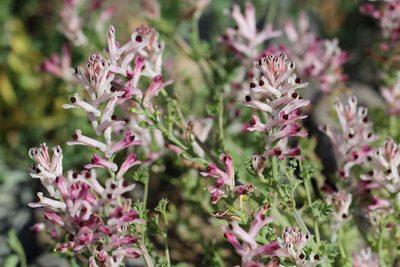Fumaria agraria, photographed by Cesar Ormazabal