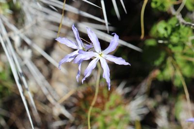 Leucocoryne ixioides, photographed by Cesar Ormazabal