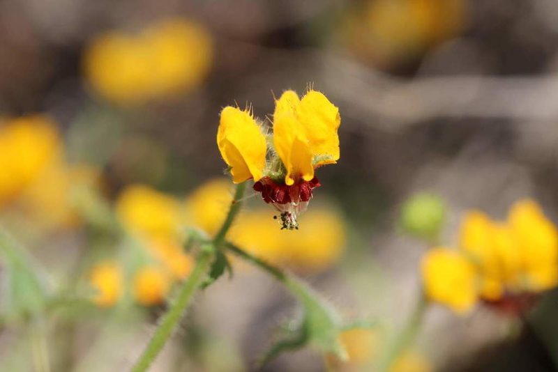 Loasa tricolor, photographed by Cesar Ormazabal