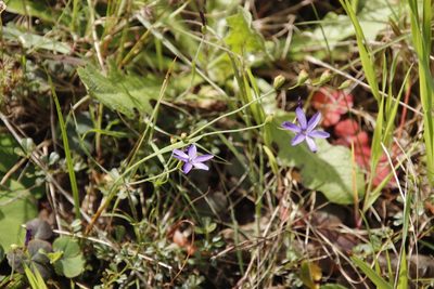 Geissorhiza aspera, photographed by Tony Rebelo