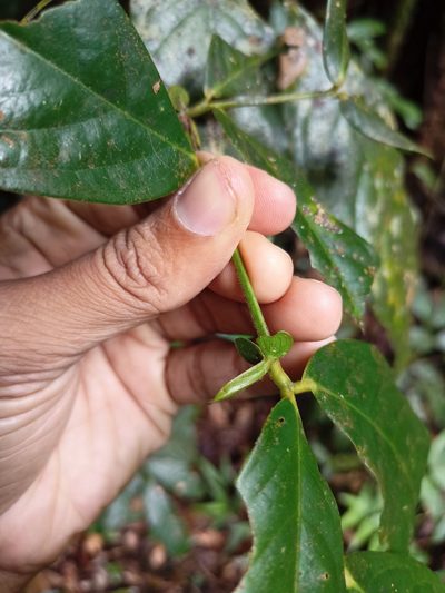 Humboldtia brunonis, photographed by Rama Narayanan