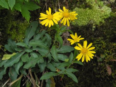 Chrysopsis mariana
