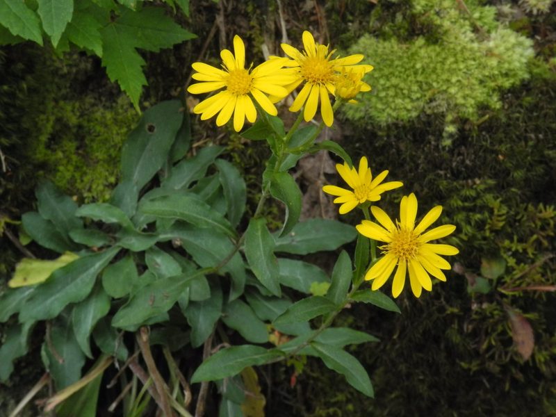 Chrysopsis mariana, photographed by Michael J. Papay