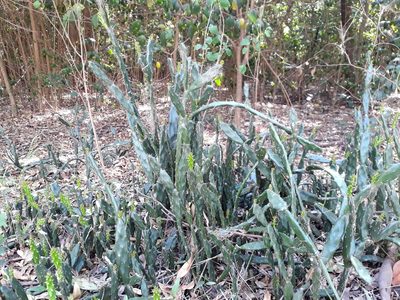Opuntia anacantha, photographed by Lauu