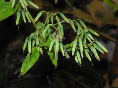Nabalus altissimus, photographed by Michael J. Papay