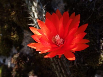 Corryocactus erectus, photographed by Skjold Søndergaard
