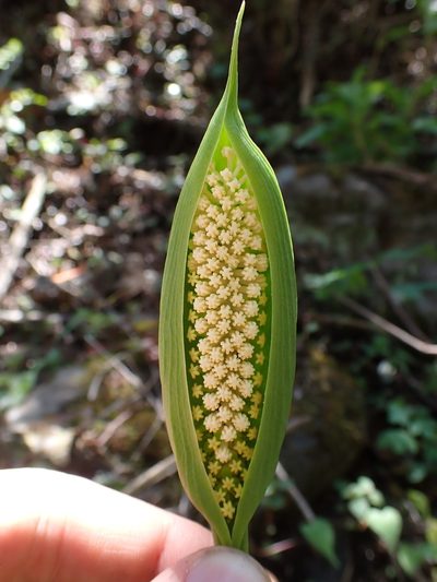 Spathantheum orbignyanum, photographed by Skjold Søndergaard