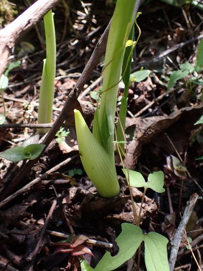 Spathantheum orbignyanum, photographed by Skjold Søndergaard