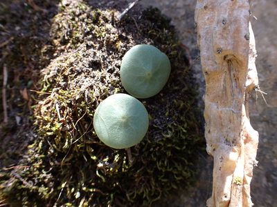Peperomia polycephala, photographed by Skjold Søndergaard