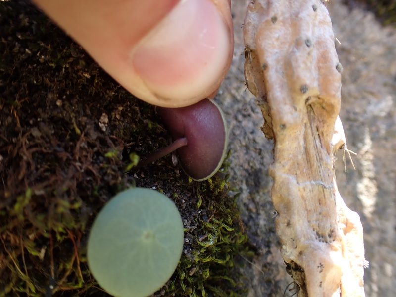 Peperomia polycephala, photographed by Skjold Søndergaard