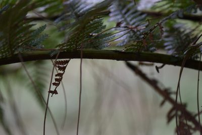 Dicksonia sellowiana, photographed by veronica