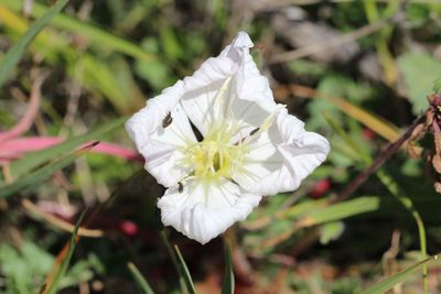 Oenothera acaulis, photographed by Cesar Ormazabal