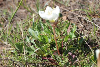 Oenothera acaulis, photographed by Cesar Ormazabal