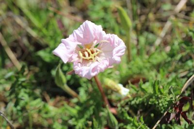 Oenothera acaulis, photographed by Cesar Ormazabal