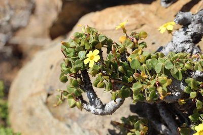 Oxalis mirbelii, photographed by Cesar Ormazabal