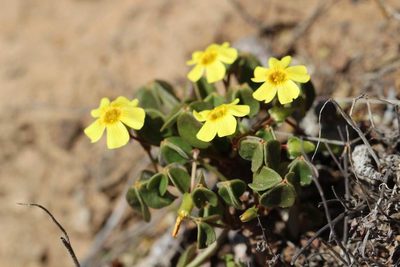 Oxalis mirbelii, photographed by Cesar Ormazabal