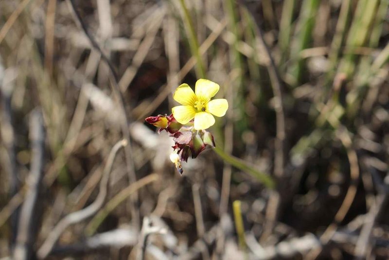Oxalis tortuosa, photographed by Cesar Ormazabal