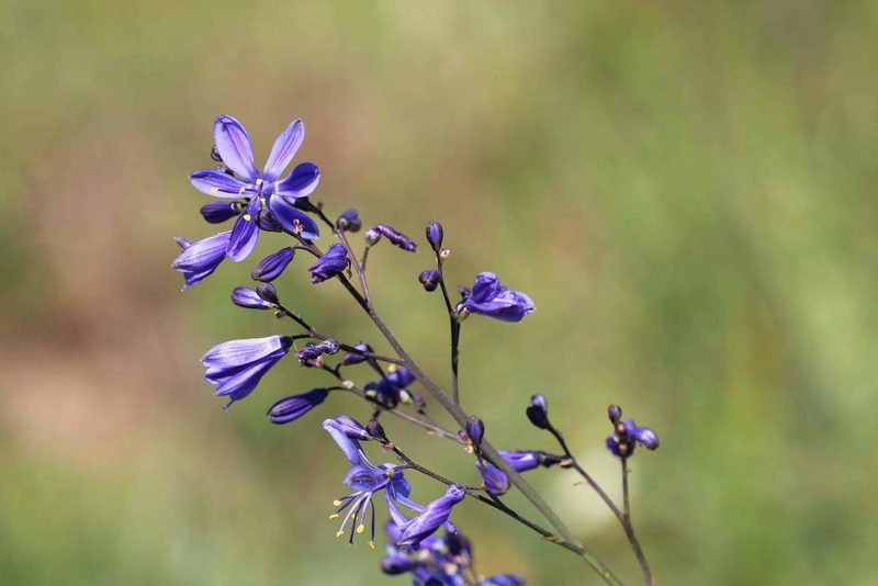 Pasithea caerulea, photographed by Cesar Ormazabal